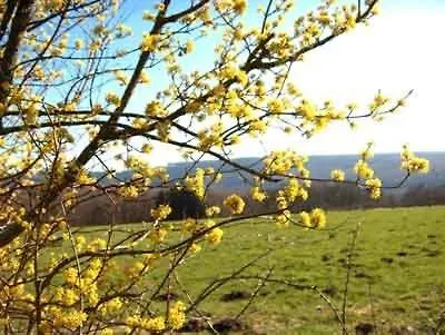 Penthouse Mosel Hunter Appartamento *