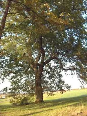 Appartamento Penthouse Mosel Hunter