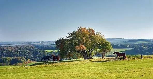 Penthouse Mosel Hunter Gornhausen