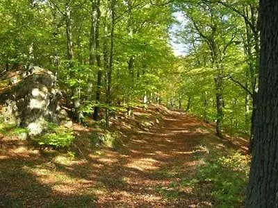 Penthouse Mosel Hunter